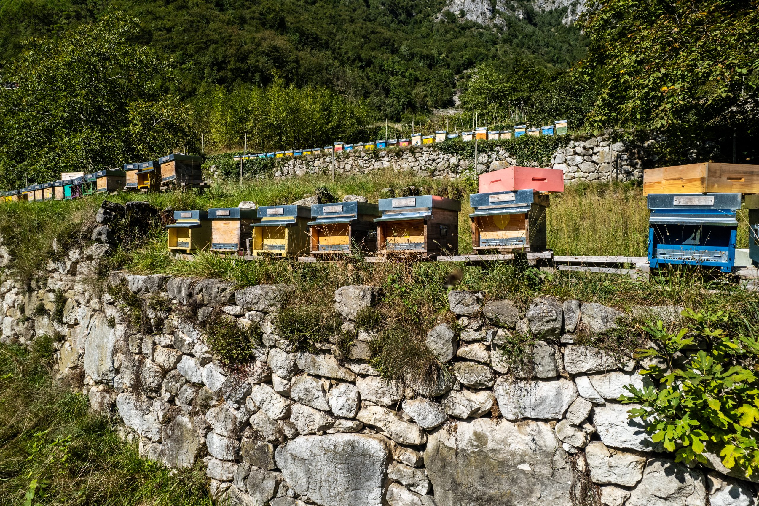 Sentiero delle api casette delle api