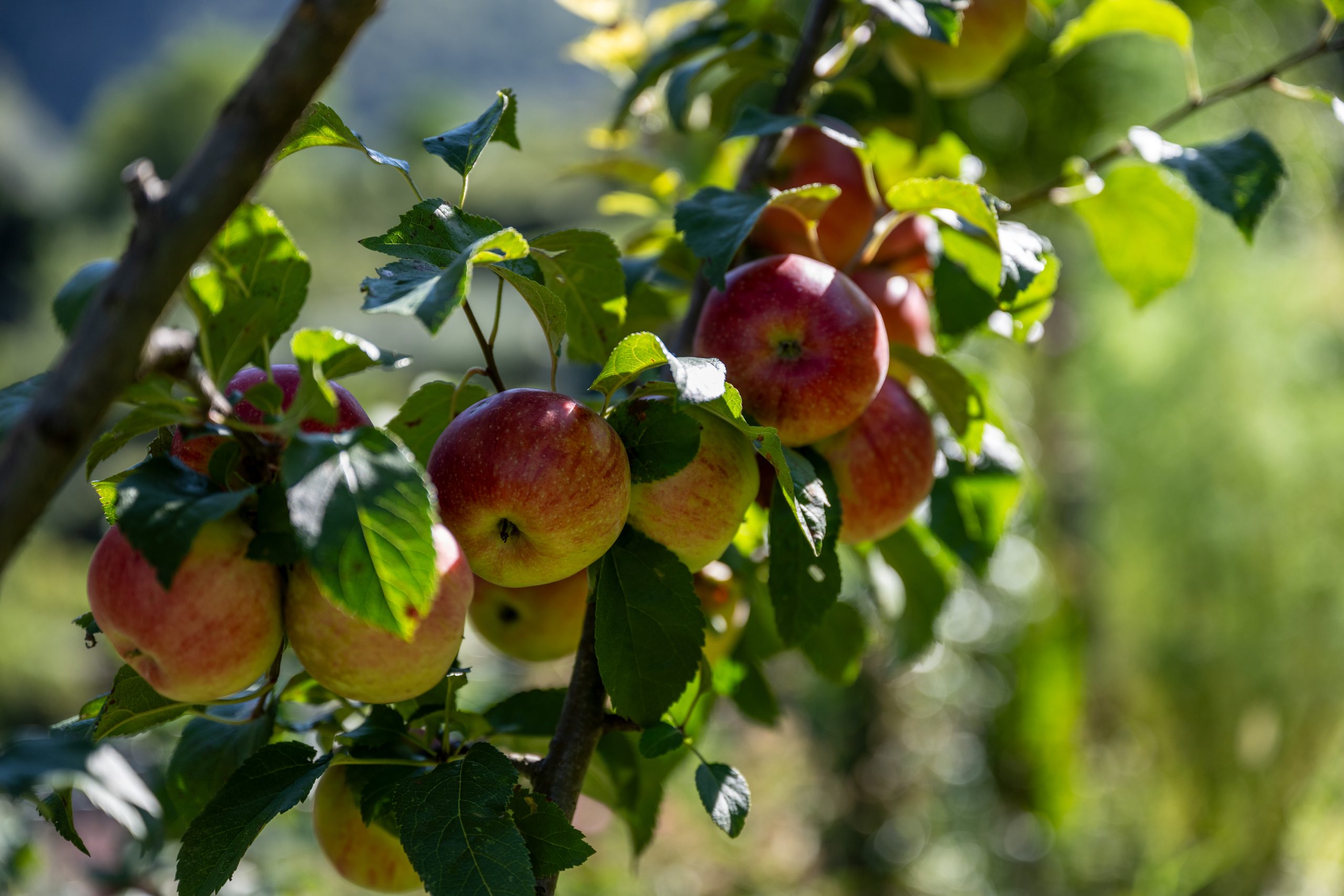 Sentiero delle api natura