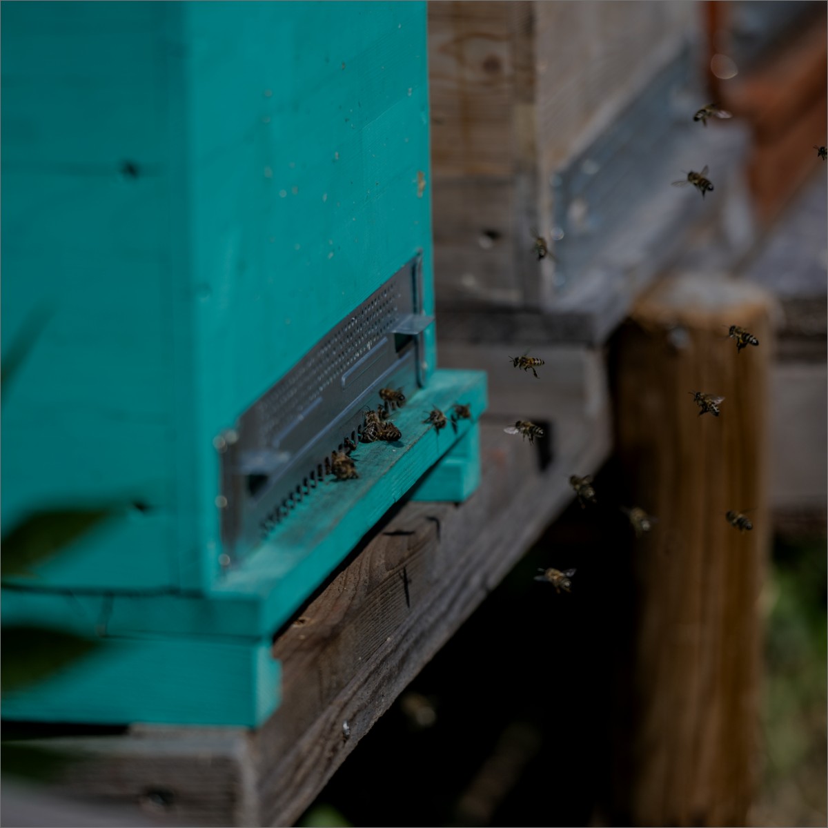 il sentiero delle api incontro con le api